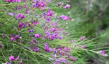 守護沙漠的花姑娘——花棒形態(tài)特征以及經(jīng)濟價值