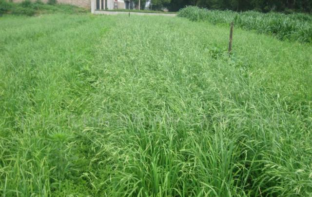 冬牧70黑麥草和黑麥草兩者有什么區(qū)別？