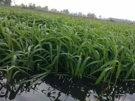 種植小米草的優(yōu)勢在哪里？養(yǎng)殖小龍蝦怎么樣？