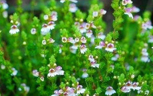 要想小米草種的好，要學(xué)會種植的技巧與方法