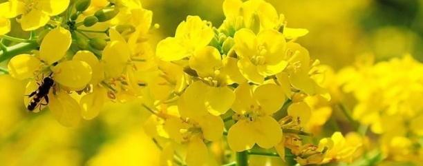 油菜種子如何種，種植方法是什么？