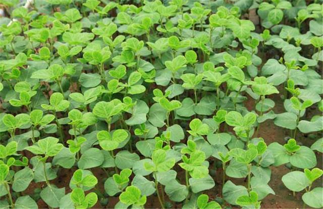 黑豆如何種植？種植方法是什么？有什么需要注意的？