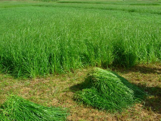 養(yǎng)牛、羊種植什么牧草好？種植如何利用？