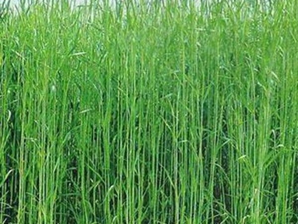 牧草要怎么種植比較好，有什么好的方法？