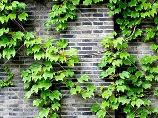 「爬山虎」的種植方法，有什么種植要求？