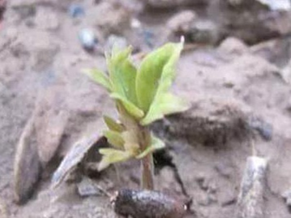 爬山虎的繁殖方法，存活率怎么樣？