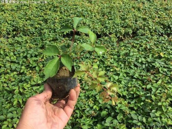 種植爬山虎優(yōu)勢？你可能不知道它還有這五個(gè)好處！