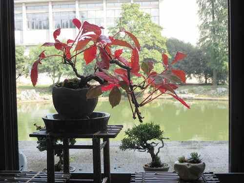 爬山虎也能做盆景？生長能力比較好，抗旱能力不錯