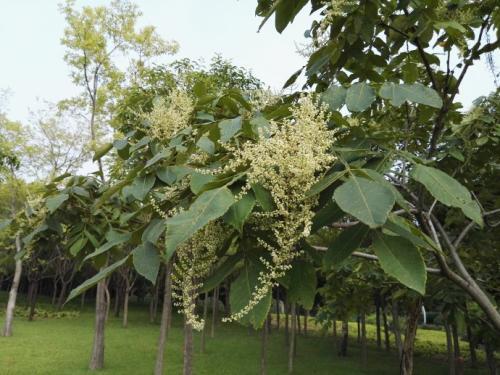 生命力頑強的鹽膚木，鹽膚木基本價值與種植技術(shù)介紹