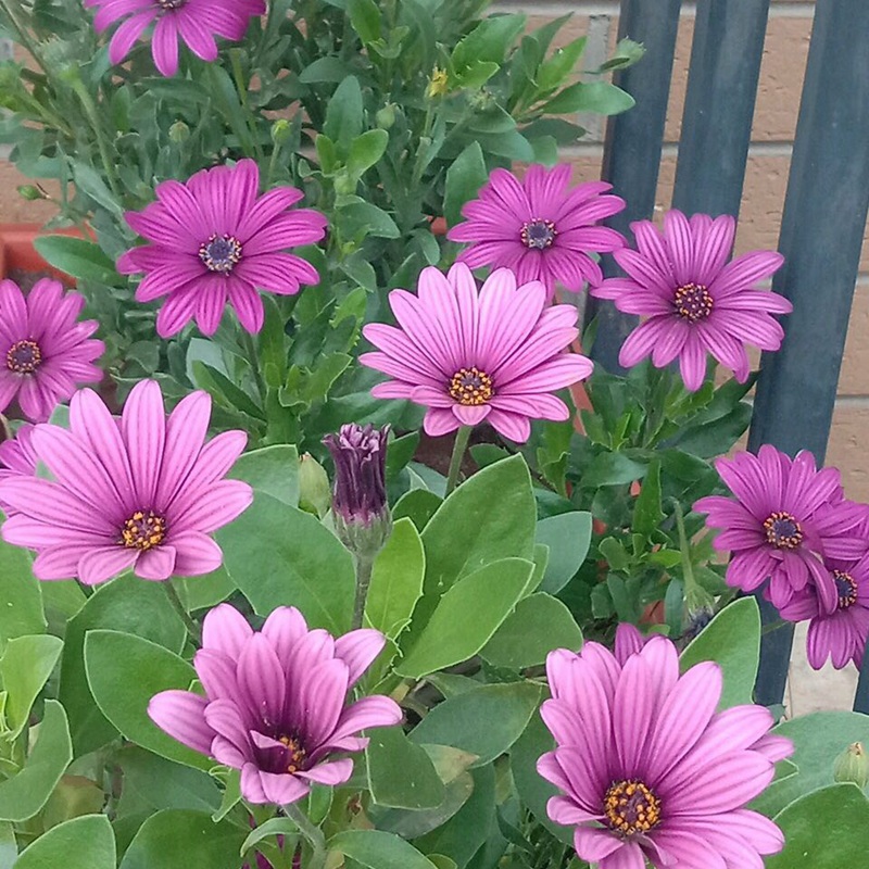 南非萬(wàn)壽菊