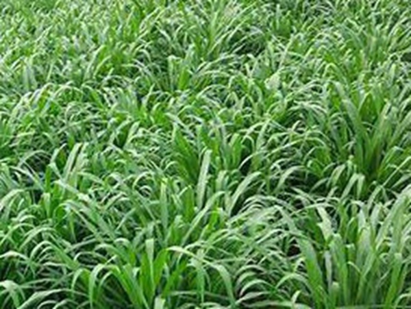 牧草要怎么種植比較好，有什么好的方法？