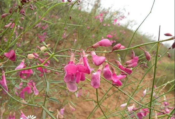 花棒主要價值，適合什么樣的環(huán)境下生長