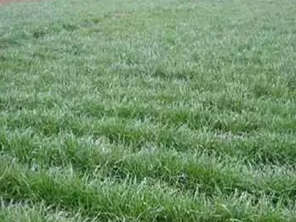 黑麥草什么時(shí)候種植比較好？如何種植黑麥草？