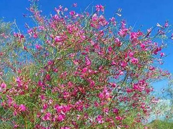常見(jiàn)植物花棒——耐旱、喜光樹(shù)種