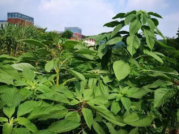 養(yǎng)豬用什么牧草種植比較好？