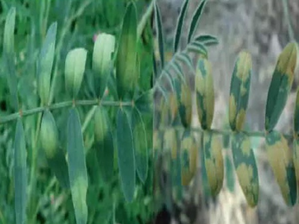 紅豆草莖點(diǎn)霉葉斑病及其防治