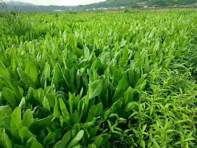 牧草菊苣是多年生嗎？種植方法是什么？