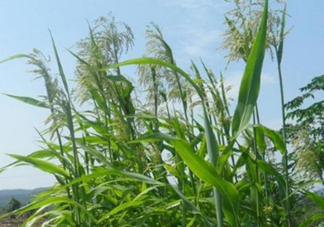 甜高梁種植技巧是什么，如何產(chǎn)量高