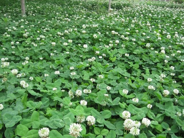 白三葉的種植技術(shù)，什么時(shí)候種植比較合適