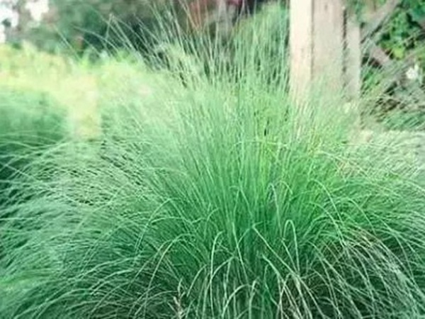 不同氣候地區(qū)怎么選擇綠化草種？有什么好的方法？