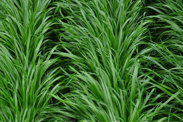黑麥草什么時(shí)候種植比較好？如何種植黑麥草？