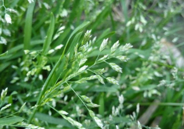 優(yōu)質(zhì)草坪草早熟禾的技術(shù)特點，種植養(yǎng)護(hù)有幾個要點