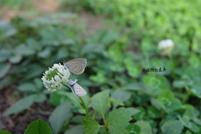 白三葉草，不但栽培，觀賞期長(zhǎng)，管理方法簡(jiǎn)單而且花繁葉茂