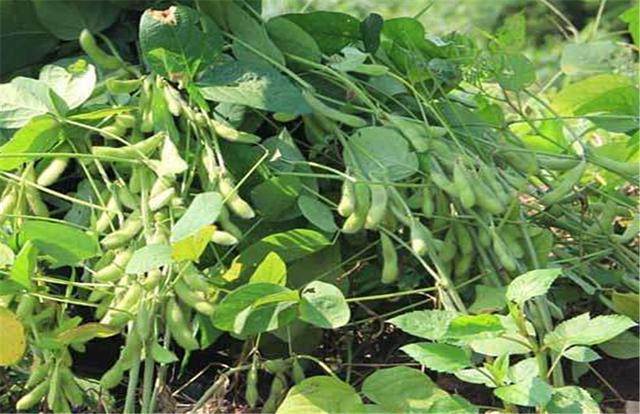 黑豆如何種植？種植方法是什么？有什么需要注意的？