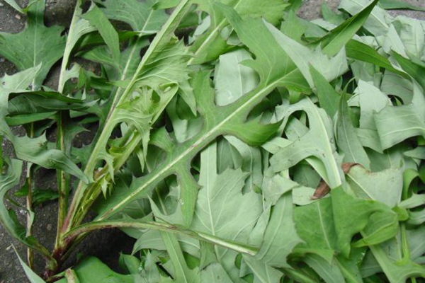 春季栽種苦荬菜種子營(yíng)養(yǎng)價(jià)值高好賣錢