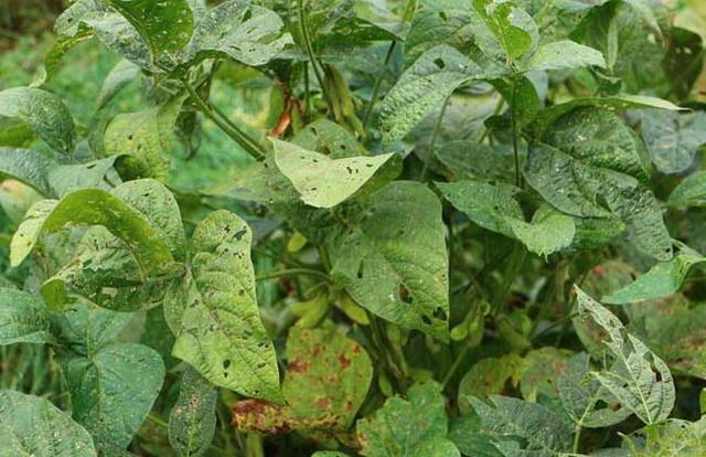 黑豆種植方法有哪些？什么時候播種比較合適？