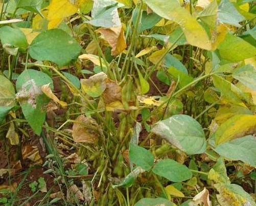 黑豆種植方法有哪些？什么時候播種比較合適？