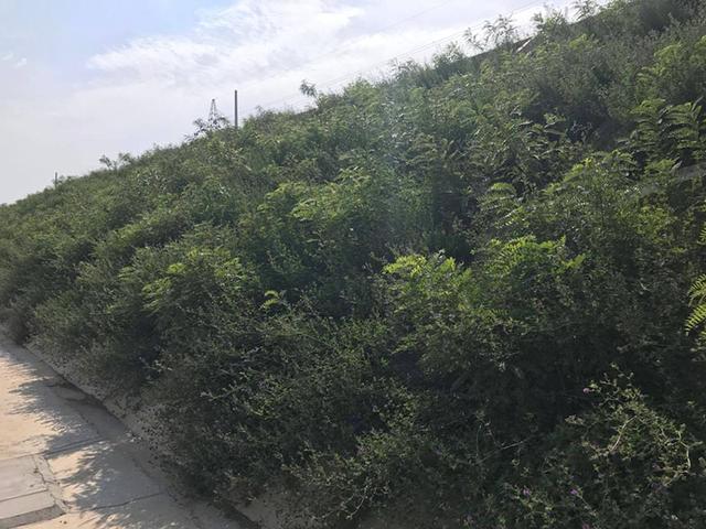 胡枝子的種植技術介紹，什么時候播種最佳？