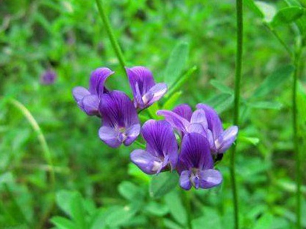 “牧草之王”紫花苜蓿怎么種植比較好，什么時候能種植比較合適？
