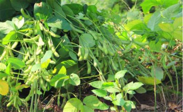 種植黑豆時，掌握技術方法產(chǎn)量能提升