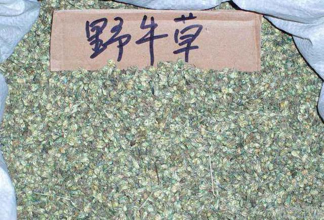 種植野牛草不僅僅要知道什么時候種植，還要知道種植后如何管理