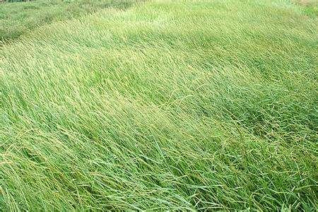 優(yōu)質(zhì)牧草——披堿草，具有不同的經(jīng)濟價值