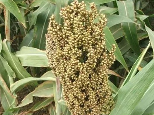甜高粱簡(jiǎn)單的種植方法，如何播種