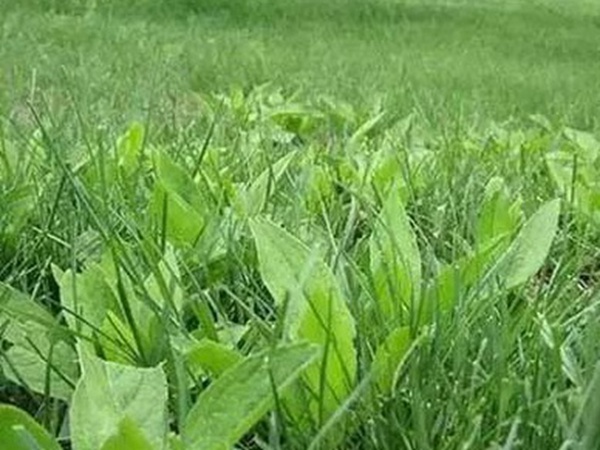 草坪養(yǎng)護(hù) | 夏季管理管理技術(shù)要點(diǎn)與栽培方法