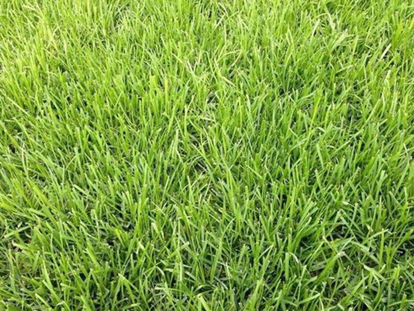 堿茅草種子多久能發(fā)芽，播種方法是什么？