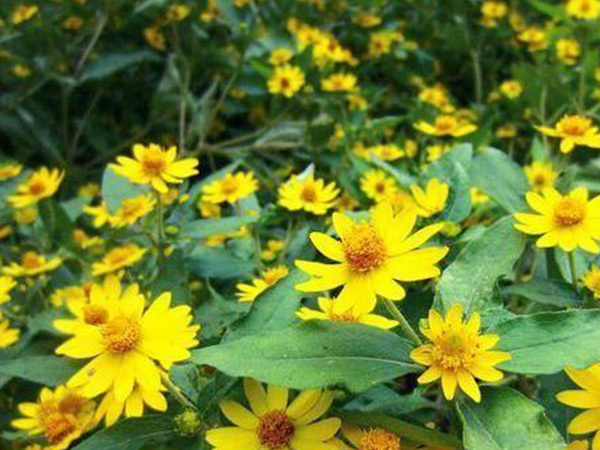 串葉松香草牧草——養(yǎng)畜禽種牧草選對(duì)品種很重要