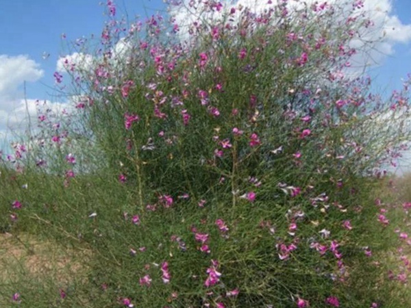 常見(jiàn)植物花棒——耐旱、喜光樹(shù)種