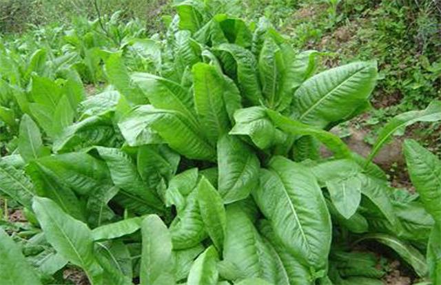 牧草菊苣是多年生嗎？種植方法是什么？