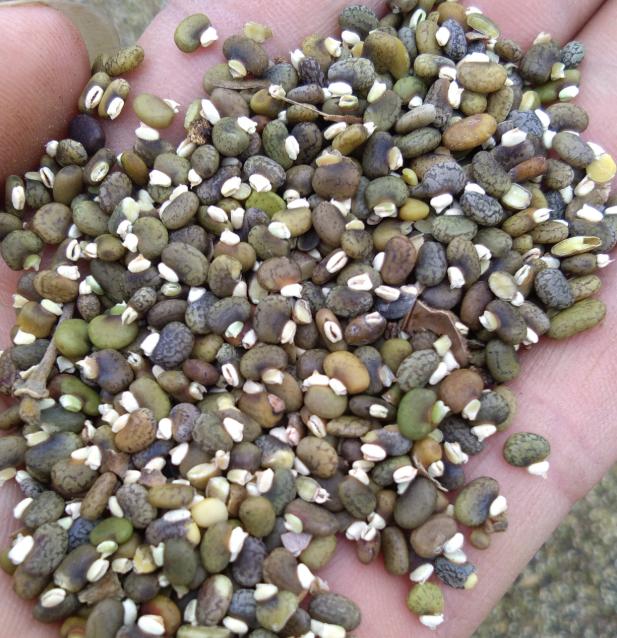 毛豆常見，山毛豆種植技術(shù)有哪些？
