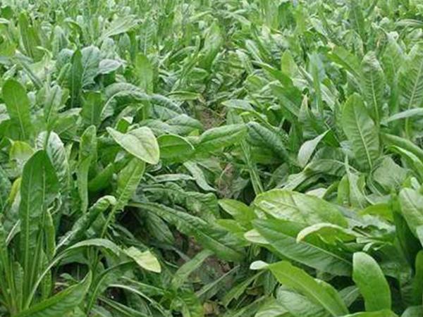 雜交育成的牧草種子，魯梅克斯種子的播種技術(shù)與方法