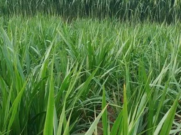 皇竹草種植經(jīng)濟效益是什么？有什么作用？