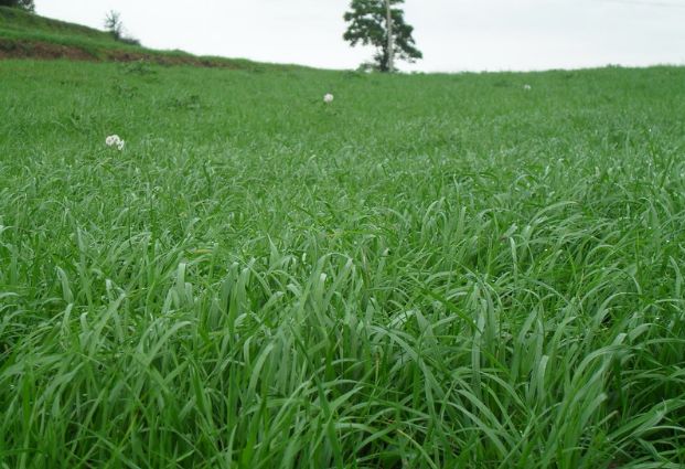 養(yǎng)牛最適合種植什么牧草比較好？種植方法是什么？
