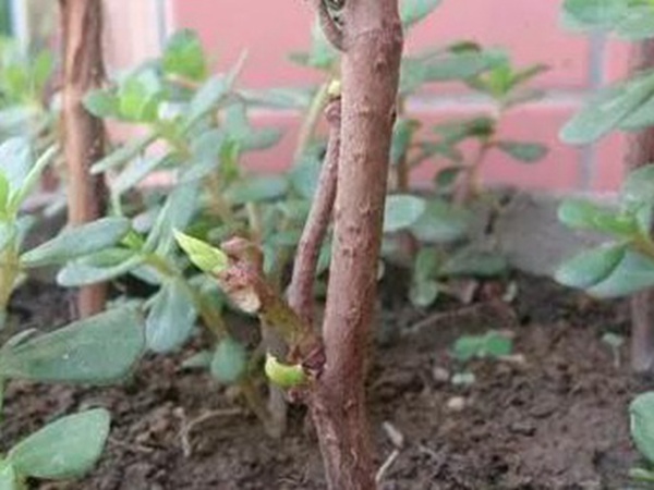 爬山虎的繁殖方法，存活率怎么樣？