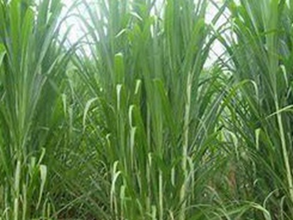 牧草要怎么種植比較好，有什么好的方法？