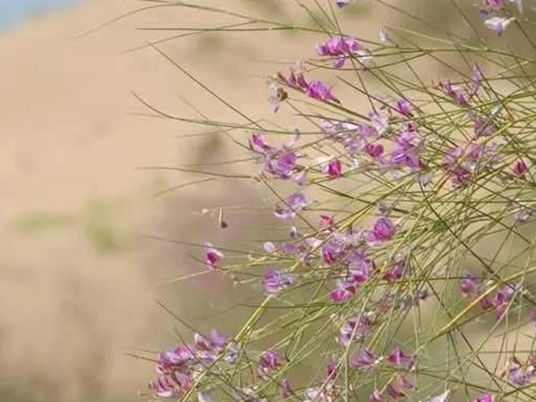 常見(jiàn)植物花棒——耐旱、喜光樹(shù)種