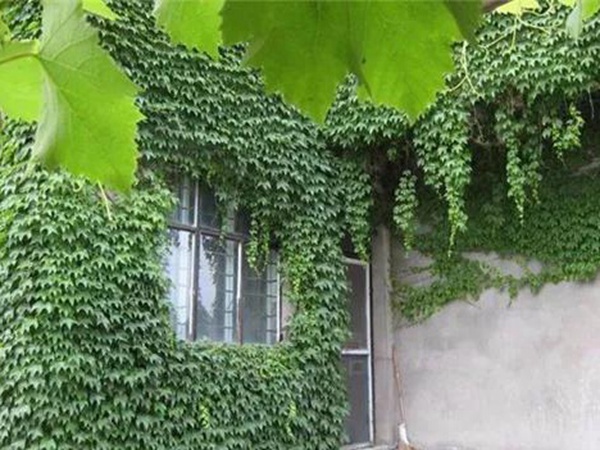 「爬山虎」的種植方法，有什么種植要求？